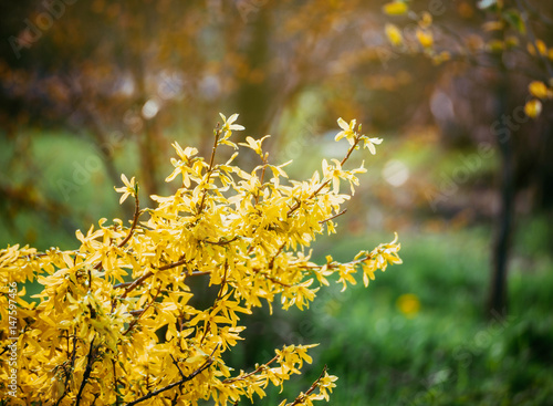 Fotomural Forsythia flowers in front of with green grass and blue sky