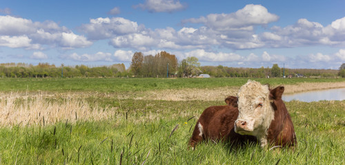 Wall Mural - Hereford cow in the grassland outside Groningen