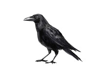 Illustration Crows. Digital Painting.