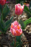 Fototapeta Tulipany - Tulipe rose au printemps au jardin