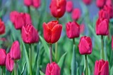 Fototapeta Tulipany - Łan czerwono-wrzosowych tulipanów w zbliżeniu