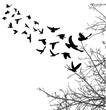  silhouette of flying birds and tree branches, freedom