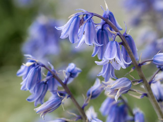 flower blue bell ant