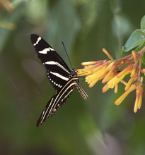 Black, White, And Red Zebra Longwing Butterfly On A Yellow And Orange Firebush Flower Against A Blurred Green And Mauve Background.