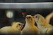 little chickens in a farm drinks water