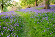 An Open Woodland With A Groundcover Of Bluebells Separated By A Grass Path