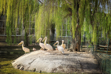 Cute pelicans in zoological garden