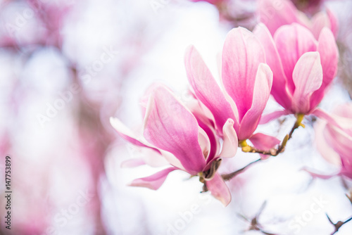 Plakat Magnolia  tulipan-magnolia