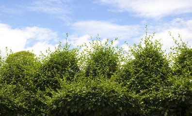 Green Trees bushes