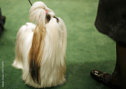 shih tzu westminster