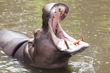 hippopotamuses showing huge jaw and teeth / hippopotamus in water
