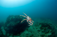 King Crab In The Deep