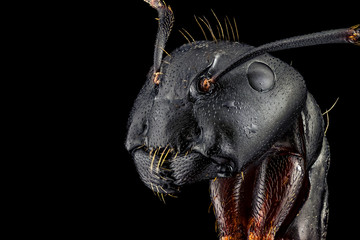 extreme macro portrait of an ant, sharp and detailed, magnified 4 times through a microscope objecti