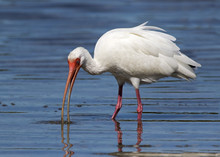 White Ibis ( Eudocimus Albus) Catching And Eating Shrimp, Crabs, And Small Eels At Fort Desoto Park Near St. Pete Beach, Florida.