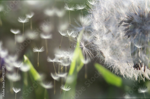 Dandelions, air dandelions, dandelion umbrellas Billede på lærred