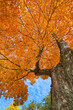 Upward view of a large maple tree with bright orange and yellow autumn leaves