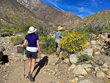 Two Hikers Hike Along Trail Of Colorful Desert Wildflowers