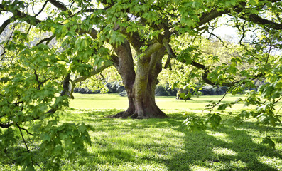 beautiful old tree on a green meadow or park. maple tree with hug he branches, full frame shot, summ