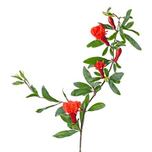 Pomegranate Branch With Flower