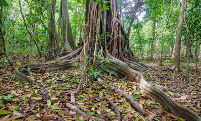 Wall Mural - A giant tree with buttress roots in the forest, Costa Rica