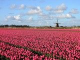 Fototapeta Tulipany - a pink tulip field and a windmill