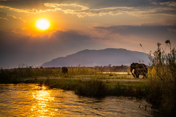 elephants in lower zambezi national park - zambia