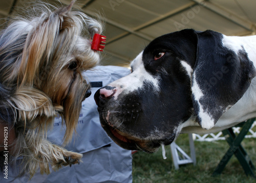 A Great Dane Looks At A Yorkshire Terrier During An