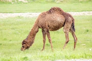 Camel in nature