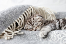 Cute Scottish Fold Kitten Sleeping In Soft Blanket On Wooden Boards Background