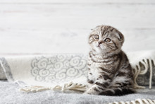 Cute Scottish Fold Kitten Sitting In Soft Blanket On Wooden Boards Background