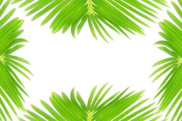 Wall Mural - green palm coconut  tree leaves texture on white background with text copy space