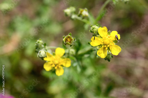 Foto Blumen des silbrigen Cinquefoil (Potentilla argentea) auf einer Sommerwiese