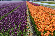Tulip Purple Orange