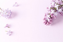 Lilac Flower On Pink Paper Background