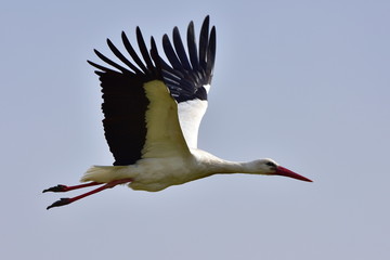 Wall Mural - white stork in flight,Neusiedler see lake,Austria