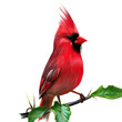 Cardinalis cardinalis. Illustration of a red cardinal or cardinal virgin. In seven States elected official symbol.