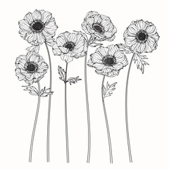 Wall Mural - anemone flowers drawing and sketch with line-art on white backgrounds.