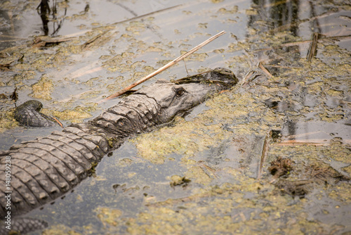 an-adult-alligator-laying-in-wait-in-a-shallow-pond-at-aransas-national-wildlife-refuge