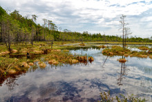 Impenetrable Swamp In The Siberia