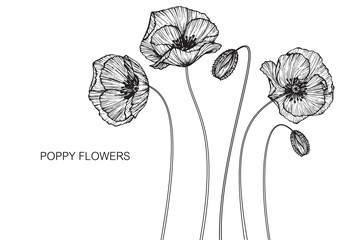 Poppy flowers drawing and sketch with line-art on white backgrounds.