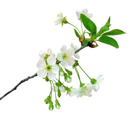 Wall Mural - Blooming cherry.  Isolated on white background without shadow.