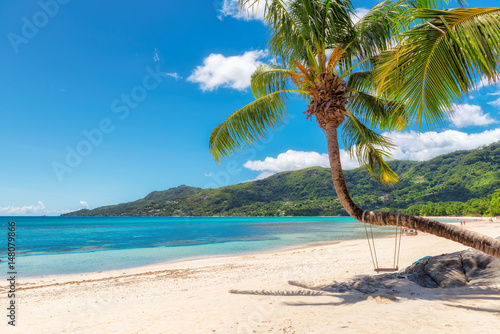 Fototapeta Sławna kawalera Vallon plaża z kokosowym drzewkiem palmowym na Mahe wyspie, Seychelles.