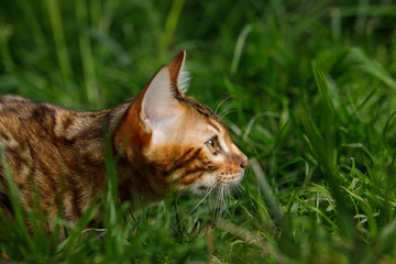 Wall Mural - Bengal Cat Hunting in grass on Nature green background, profile view