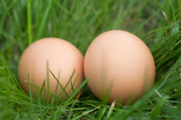 two chicken eggs lying in a nest of green grass