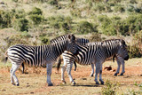 Fototapeta Konie - Male Zebras standing