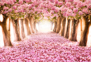 falling petal over the romantic tunnel of pink flower trees / romantic blossom tree over nature back