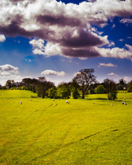 Wall Mural - Beautiful Scenery On English Countryside with Blue sky, green field and sheep at Springtime