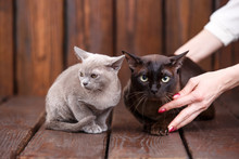 Kitten And Adult Cat Breed European Burmese, Father And Son Sitting On Wooden Background. Grey And Brown, Color