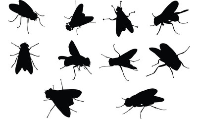 Wall Mural - Fly Silhouette vector illustration