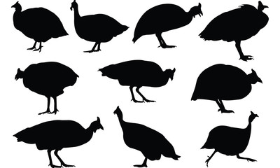 guinea fowl silhouette vector illustration